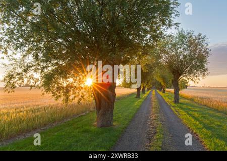 Rangée de saules blancs (Salix alba) bordant le chemin de terre le long du champ de blé en été au lever du soleil Banque D'Images