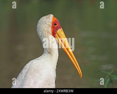 Portrait de la cigogne à bec jaune (Mycteria ibis) avec bec jaune et visage rouge et jambes pêchant dans le lac Manze, parc national de Nyerere, Tanzanie, Afrique Banque D'Images