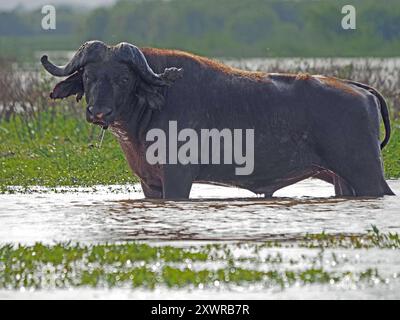 Vieux taureau unique Cape Buffalo (Syncerus caffer) avec des cornes brisées recouvertes de boue se refroidissant dans le canal de la rivière Rufiji, parc national Nyerere, Tanzanie Banque D'Images