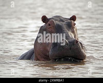 Hippopotame (Hippopotamus amphibius) avec des poils sur la mâchoire supérieure scintillant au-dessus de la surface de l'eau du lac Manze, parc national de Nyerere, Tanzanie Banque D'Images