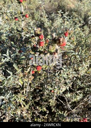 Noël cholla (Cylindropuntia leptocaulis) Plantae Banque D'Images