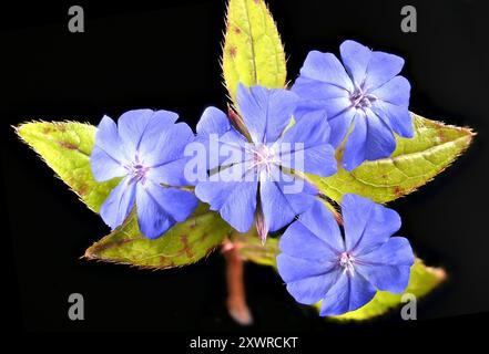 Prise de vue en studio (image empilée) de fleurs de Ceratostigma sur fond noir Banque D'Images