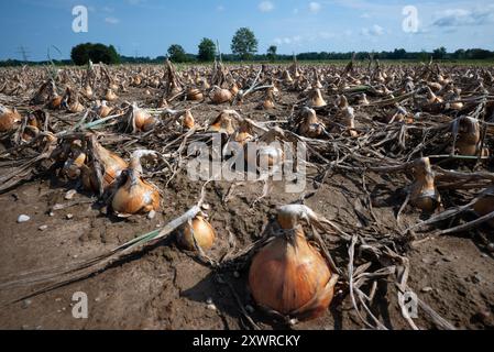 Oignons mûrs, oignons de jardin (Allium cepa) dans un champ près de Plattling, basse-Bavière, Allemagne Banque D'Images