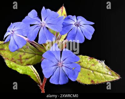 Prise de vue en studio (image empilée) de fleurs de Ceratostigma sur fond noir Banque D'Images