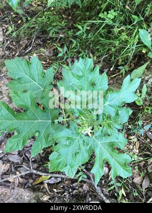 Plante de cinq minutes (Solanum atropurpureum) Plantae Banque D'Images