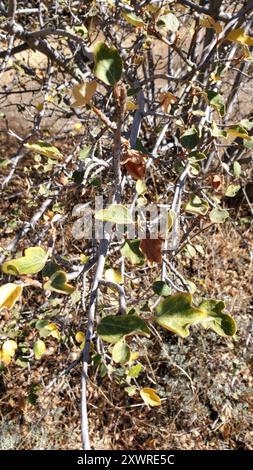 Flannelbustes de Californie (Fremontodendron californicum) Plantae Banque D'Images