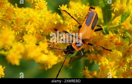 Golden Rod Soldier Beetle Macro photo Banque D'Images