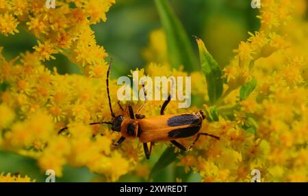 Golden Rod Soldier Beetle Macro photo Banque D'Images