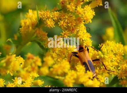 Golden Rod Soldier Beetle Macro photo Banque D'Images