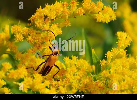 Golden Rod Soldier Beetle Macro photo Banque D'Images