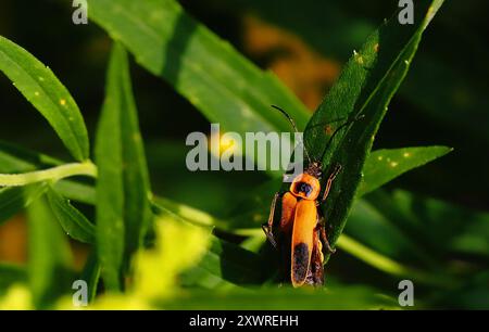 Golden Rod Soldier Beetle Macro photo Banque D'Images