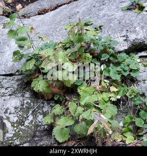 Raisin sauvage de Californie (Vitis californica) Plantae Banque D'Images