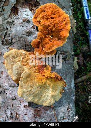 Champignons (Pycnoporellus fulgens) Banque D'Images