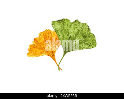 Impressions de feuilles jaunes et vertes de l'illustration de l'aquarelle biloba. Gingko laisse un design moderne dans des couleurs d'automne. Peinture à la main abstraite de ventilateur Ginkgo sèche Banque D'Images