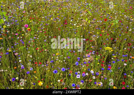 de nombreuses variétés de fleurs colorées sur le pré Banque D'Images