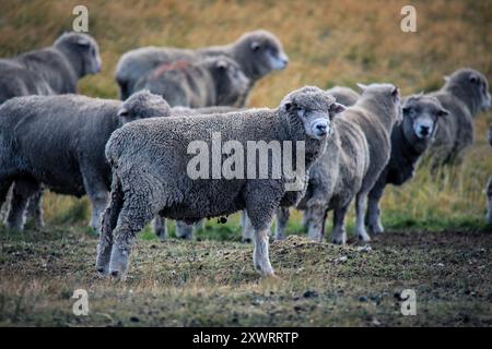 Moutons mérinos dans le parc national Torres Del Paine, Patagonie, Chili Banque D'Images