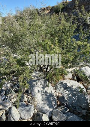 Catclaw Acacia (Senegalia greggii) Plantae Banque D'Images