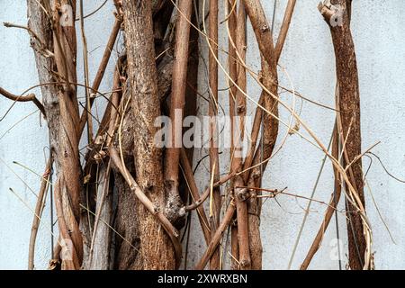 Fragment de vignes décoratives sur fond de mur gris, pour une utilisation comme arrière-plans abstraits et textures. Banque D'Images