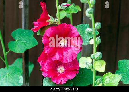 Fleurs de mauve rose vif avec des feuilles vertes sur un fond sombre. Banque D'Images
