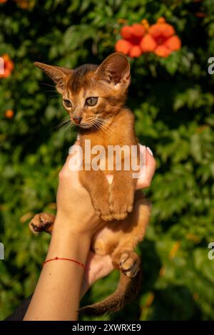 Portrait en gros plan de chat abyssinien domestique brun mignon sur l'herbe verte dans un parc. Banque D'Images