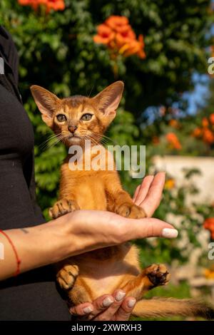 Portrait en gros plan de chat abyssinien domestique brun mignon sur l'herbe verte dans un parc. Banque D'Images