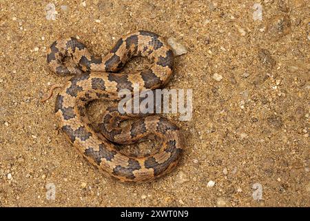 Individu adulte de Mountain Pitviper (Ovophis monticola). Banque D'Images