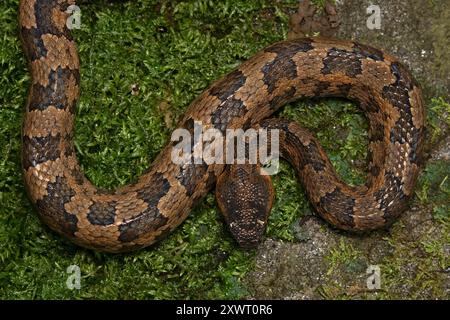 Individu adulte de Mountain Pitviper (Ovophis monticola). Banque D'Images