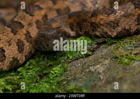 Individu adulte de Mountain Pitviper (Ovophis monticola). Banque D'Images