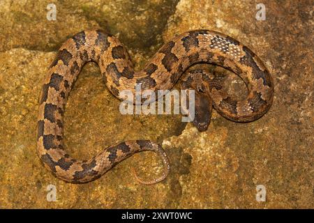 Individu adulte de Mountain Pitviper (Ovophis monticola). Banque D'Images