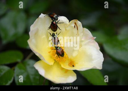 Gros plan de coléoptères japonais mangeant les pétales de rose jaune dans une roseraie en Ontario, Canada. Banque D'Images