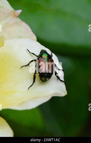 Gros plan de coléoptères japonais mangeant les pétales de rose jaune dans une roseraie en Ontario, Canada. Banque D'Images