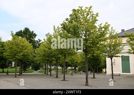 Kassel, Allemagne. 19 août 2024. Des châtaigniers se dressent devant la salle de bal du Bergpark Wilhelmshöhe. Bergpark Wilhelmshöhe, le plus grand parc de montagne d'Europe et classé au patrimoine mondial de l'UNESCO, est unique au monde et célèbre pour sa richesse en arbres et en plantes, ses musées, l'Hercule et les fontaines tricks. Crédit : Swen Pförtner/dpa/Alamy Live News Banque D'Images