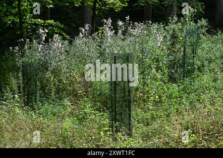 Kassel, Allemagne. 19 août 2024. Jeunes épinettes poussant dans les gardes d'arbres à Bergpark Wilhelmshöhe. Bergpark Wilhelmshöhe, le plus grand parc de montagne d'Europe et classé au patrimoine mondial de l'UNESCO, est unique au monde et célèbre pour sa richesse en arbres et en plantes, ses musées, l'Hercule et les fontaines tricks. Crédit : Swen Pförtner/dpa/Alamy Live News Banque D'Images