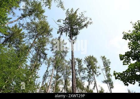 Kassel, Allemagne. 19 août 2024. Mélèzes à Bergpark Wilhelmshöhe. Bergpark Wilhelmshöhe, le plus grand parc de montagne d'Europe et classé au patrimoine mondial de l'UNESCO, est unique au monde et célèbre pour sa richesse en arbres et en plantes, ses musées, l'Hercule et les fontaines tricks. Crédit : Swen Pförtner/dpa/Alamy Live News Banque D'Images