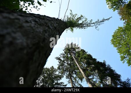 Kassel, Allemagne. 19 août 2024. Mélèzes à Bergpark Wilhelmshöhe. Bergpark Wilhelmshöhe, le plus grand parc de montagne d'Europe et classé au patrimoine mondial de l'UNESCO, est unique au monde et célèbre pour sa richesse en arbres et en plantes, ses musées, l'Hercule et les fontaines tricks. Crédit : Swen Pförtner/dpa/Alamy Live News Banque D'Images