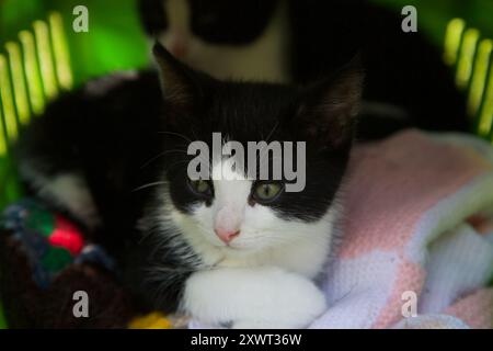 Une paire de chatons de smoking noirs et blancs assis dans un porte-animaux Banque D'Images