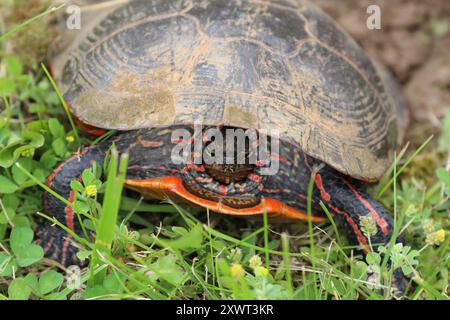 Gros plan, vue de face d'une tortue peinte avec la tête rétractée, pondant des œufs en été à Trevor, Wisconsin, États-Unis Banque D'Images