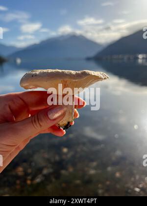 Champignon Lactarius resimus dans la main d'une femme sur fond de lac en automne. Banque D'Images