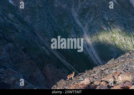 chèvre de montagne bouillie sauvage sur un éboulis rocheux avec une pente de montagne en arrière-plan Banque D'Images