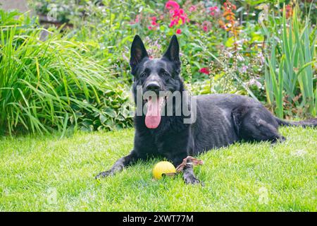 Berger allemand noir sur un champ d'herbe verte Banque D'Images