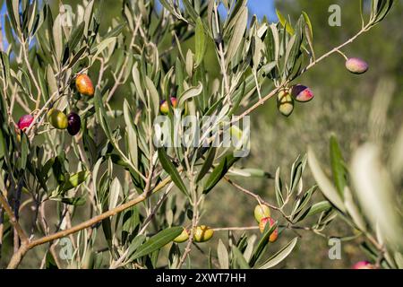 Branches d'arbre avec des fruits d'olive. Olives prêtes à récolter par une journée ensoleillée dans le sud de la France. Banque D'Images