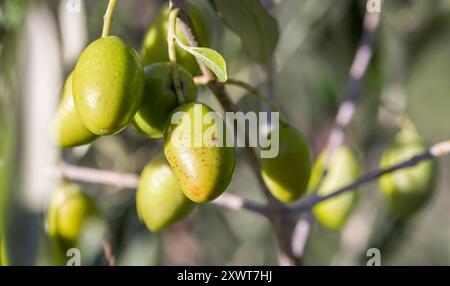 Branches d'arbre avec des fruits d'olive. Olives prêtes à récolter par une journée ensoleillée dans le sud de la France. Banque D'Images