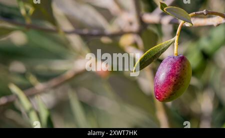 Branches d'arbre avec des fruits d'olive. Olives prêtes à récolter par une journée ensoleillée dans le sud de la France. Banque D'Images