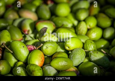 Cueillette d'olives cueillette pour la production d'huile d'olive. Panier plein d'olives pendant la récolte, gros plan. Texture de motif olive verte fraîche récoltée. Banque D'Images