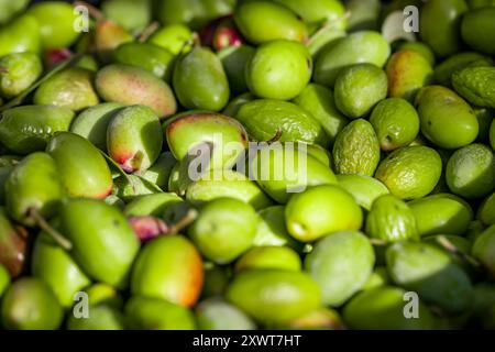 Cueillette d'olives cueillette pour la production d'huile d'olive. Panier plein d'olives pendant la récolte, gros plan. Texture de motif olive verte fraîche récoltée. Banque D'Images