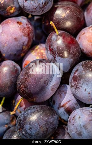 Une photographie plein écran de damsons mûrs fraîchement cueillis Banque D'Images