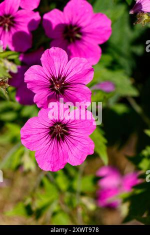 Gros plan de fleurs de géranium rose vif avec des pétales détaillés et des feuilles vertes luxuriantes psilostemon Banque D'Images