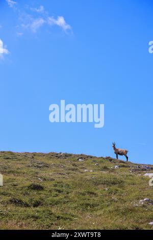 Un chamois solitaire se dresse majestueusement sur une pente herbeuse du plateau Schneeberg en Autriche, encadrée contre un ciel bleu clair. L'animal est perché Banque D'Images