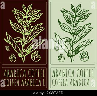 Vecteur dessinant CAFÉ ARABICA. Illustration dessinée à la main. Le nom latin est COFFEA ARABICA L. Illustration de Vecteur
