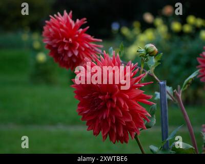Fleurs de chrysanthème Dahlia en forme de pivoine rouge rose poussant dans le jardin. Culture de fleurs décoratives d'automne. Fond d'écran. Banque D'Images
